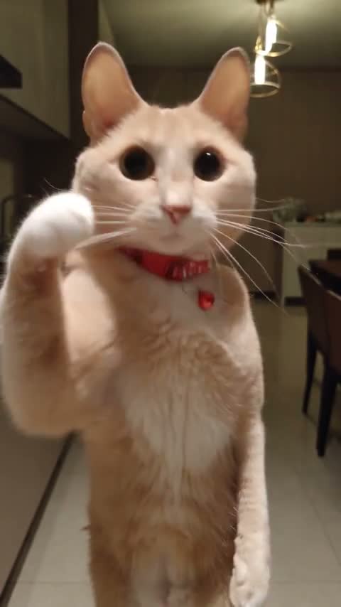 A cream cat with a red collar raising its paws in a Bad Times AI lip-sync adaptation