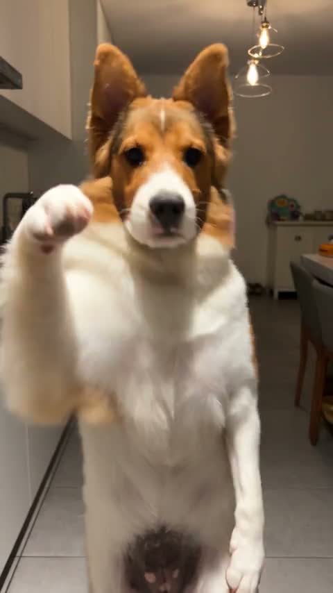 Make your dog the one doing the talking