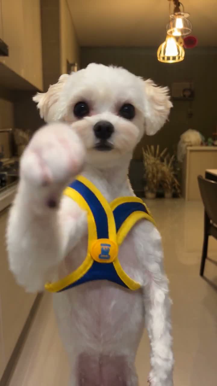 Keep the attitude, paws, and personal details