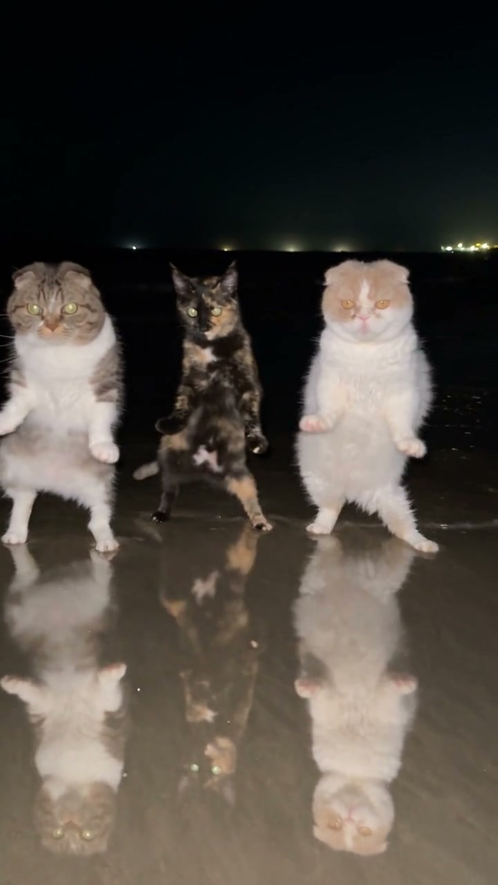 Three cats enter and dance together beside the water at night