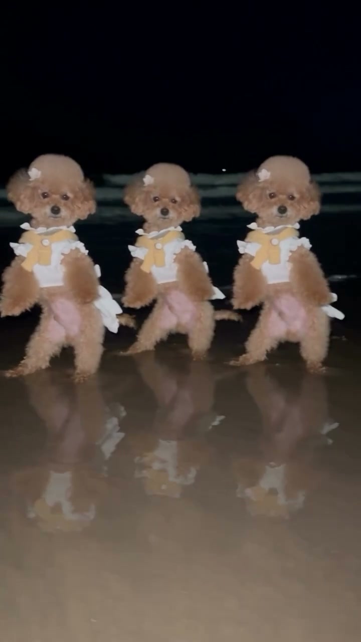 Day by Day Dance AI reference with three poodles dancing beside the water at night