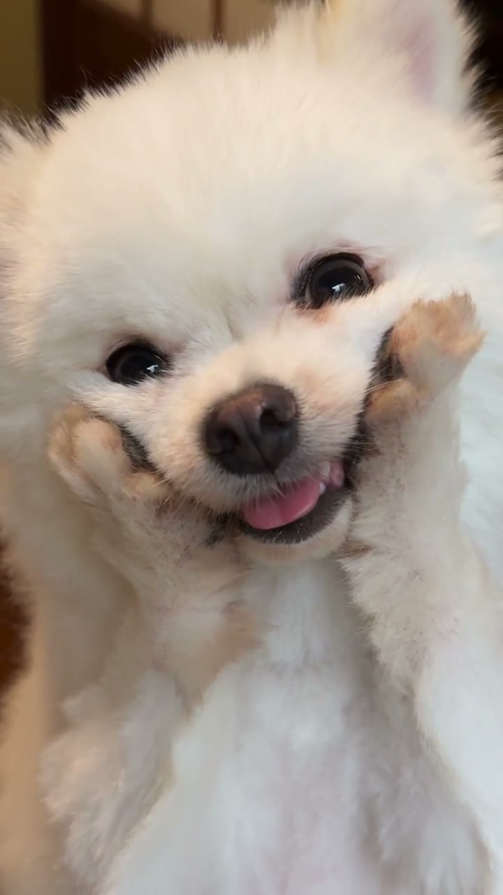 Bring your pet’s whole look into the dance