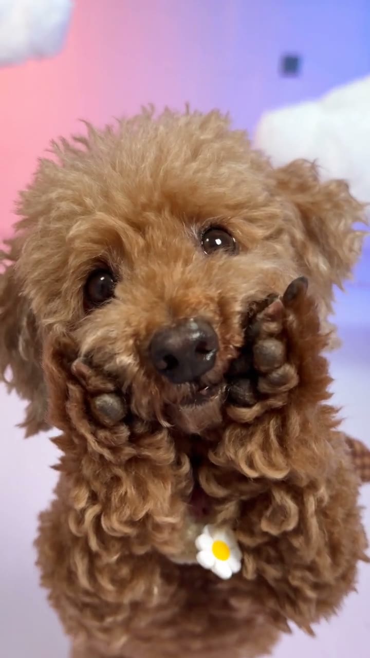 A pet performing the paw dance against a pastel cloud background
