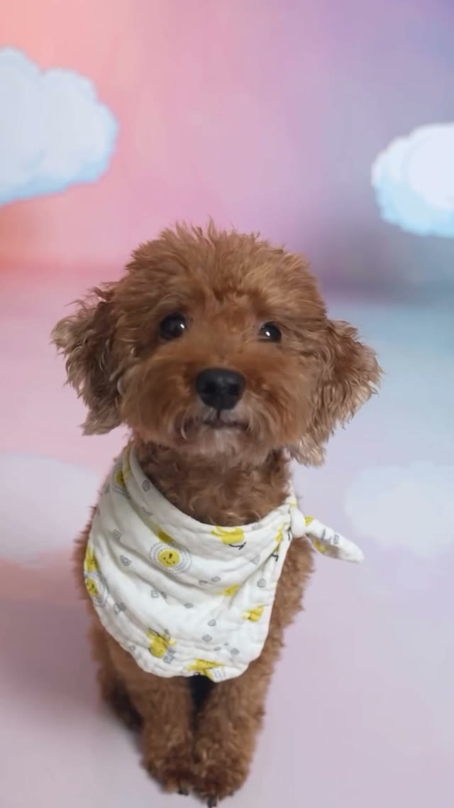 Daijoubu Dog Dance