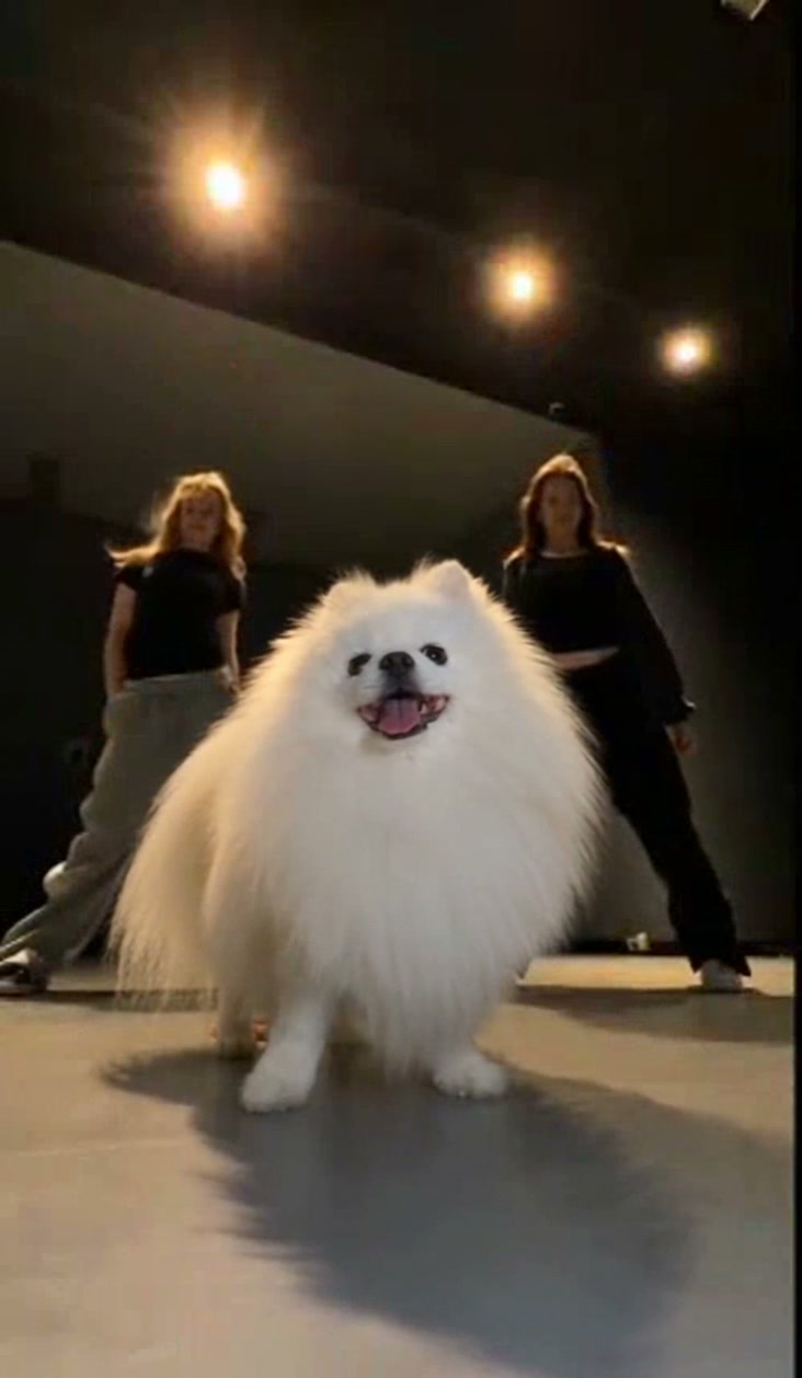 Community pet dance example with a fluffy white dog in front of two backup dancers