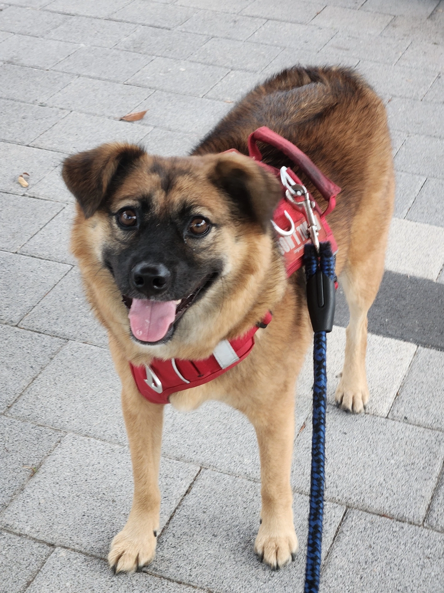 Community input photo of one brown dog in a red harness, with its face, coat, body and paws visible outdoors