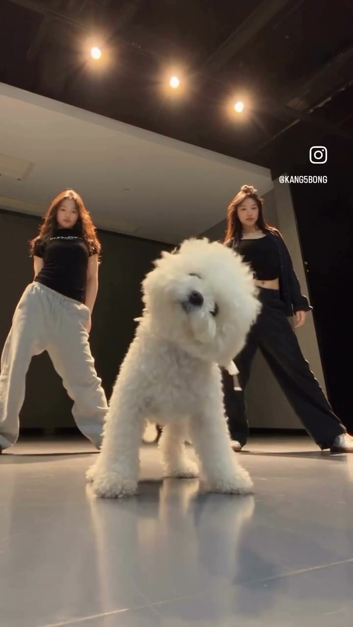 Supplied vertical studio clip with a curly white dog centered in front of two women, watermark still visible