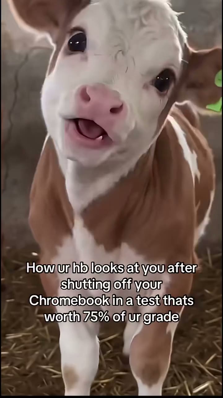 The calf reference with wide eyes and an open mouth