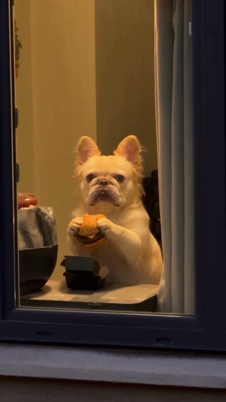 A dog eating a burger inside a lit window before looking outside and pulling the curtain